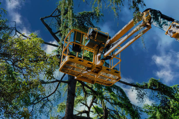 How Our Tree Care Process Works  in  Gardner, MA