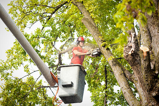 Trusted Gardner, MA Tree Care Services Experts